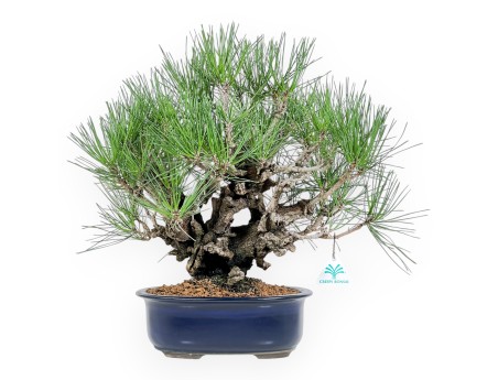 Pinus Thunbergii Corticosa - Zwarte den - 42 cm