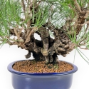 Pinus Thunbergii Corticosa - Black Pine - 42 cm