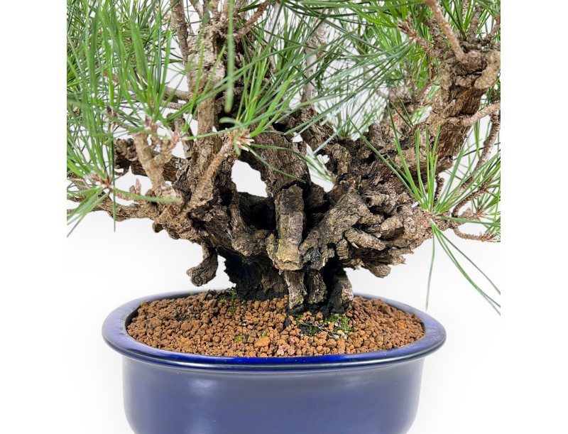 Pinus Thunbergii Corticosa - Zwarte den - 42 cm