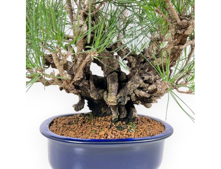 Pinus Thunbergii Corticosa - Zwarte den - 42 cm