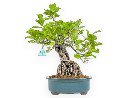 Celastrus Orbiculatus - claustro oriental agridulce - 40 cm