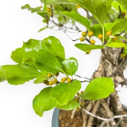 Celastrus Orbiculatus - Bourreau des Arbres - 40 cm