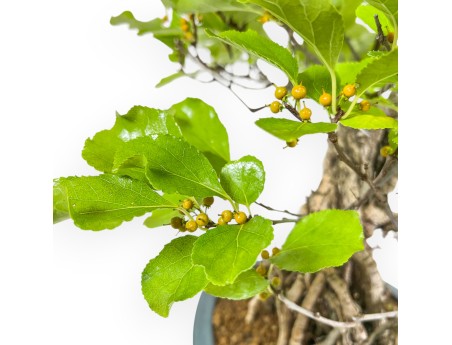 Celastrus Orbiculatus - claustro oriental agridulce - 40 cm