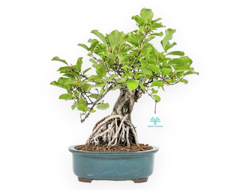 Celastrus Orbiculatus - claustro oriental agridulce - 40 cm