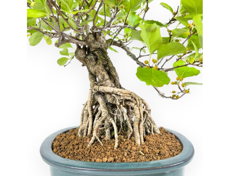 Celastrus Orbiculatus - Bourreau des Arbres - 40 cm