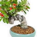 Pyracantha Angustifolia - 29 cm