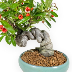 Pyracantha Angustifolia - 29 cm