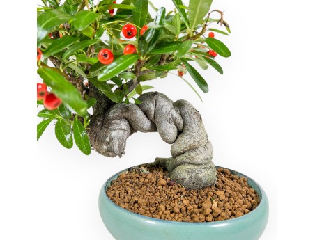 Pyracantha Angustifolia - 29 cm