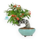 Pyracantha Angustifolia - 29 cm