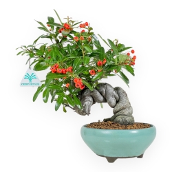 Pyracantha Angustifolia - 29 cm