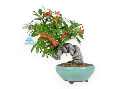 Pyracantha Angustifolia - 29 cm