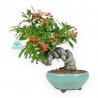 Pyracantha Angustifolia - 29 cm