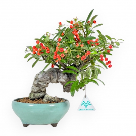 Pyracantha Angustifolia - 29 cm