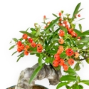 Pyracantha Angustifolia - 29 cm