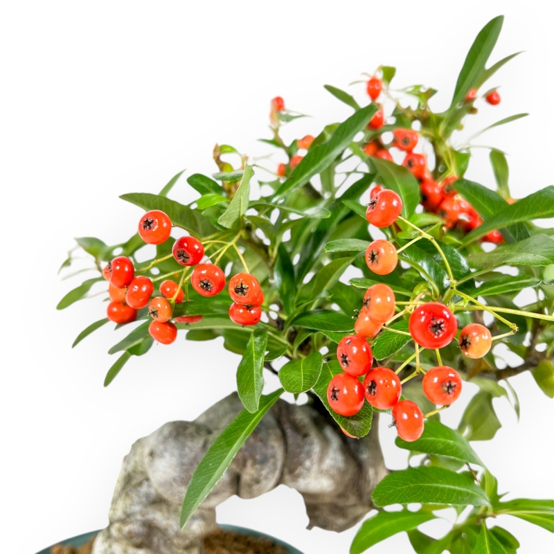Pyracantha Angustifolia - 29 cm