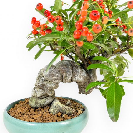 Pyracantha Angustifolia - 29 cm
