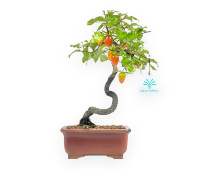 Diospyros kaki - Kaki - 29 cm