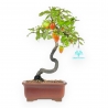 Diospyros kaki - Kaki - 29 cm