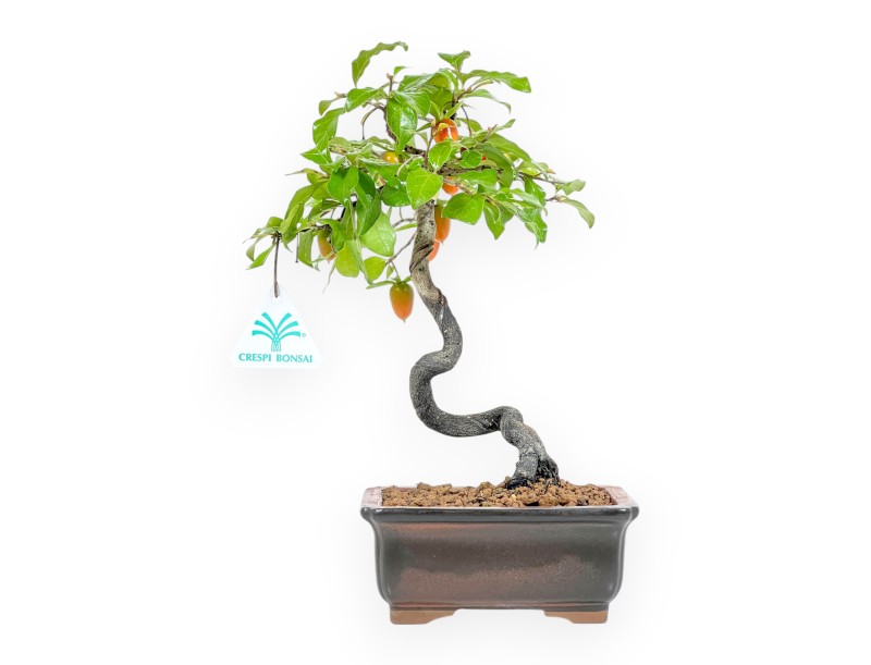 Diospyros kaki - 29 cm