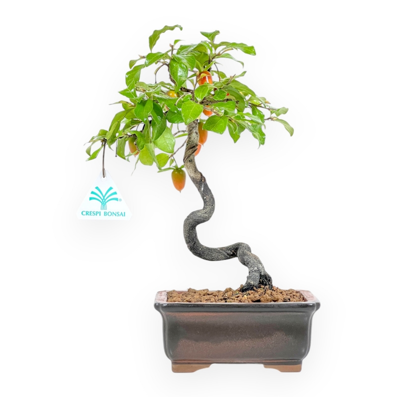 Diospyros kaki - Kaki - 29 cm