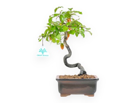 Diospyros kaki - Kaki - 29 cm