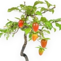 Diospyros kaki - Kaki - 29 cm