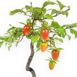 Diospyros kaki - Kaki - 29 cm