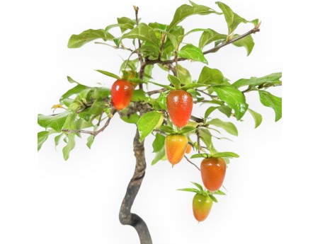 Diospyros kaki - Plaqueminier - 29 cm