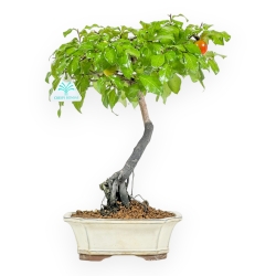 Diospyros kaki - Kaki - 37 cm