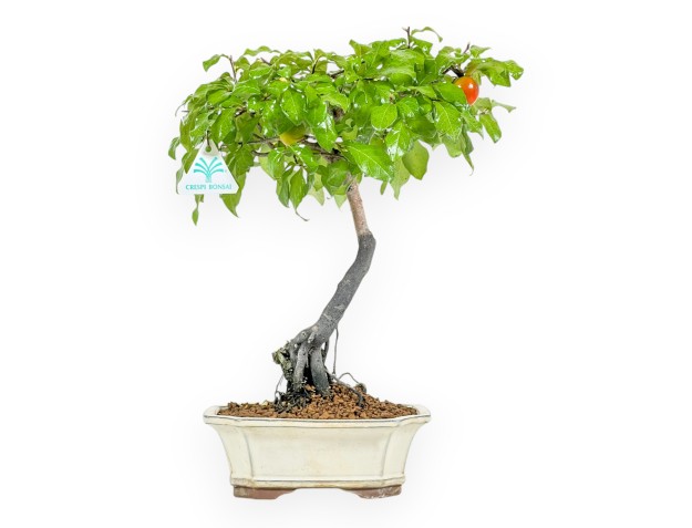 Diospyros kaki - Plaqueminier - 37 cm