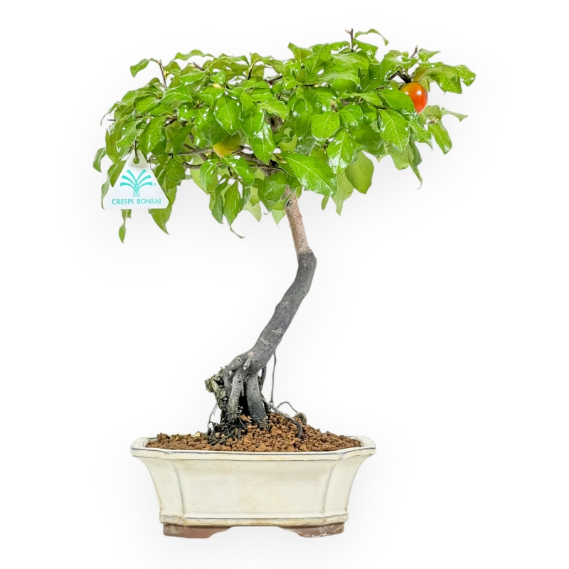 Diospyros kaki - Kaki - 37 cm