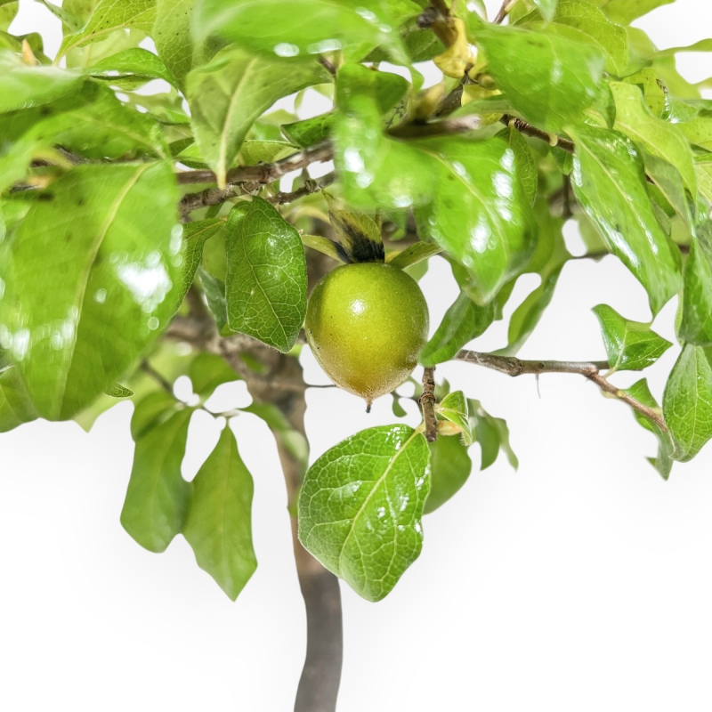 Diospyros kaki - Kaki - 37 cm