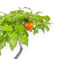 Diospyros kaki - Kaki - 37 cm