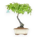 Diospyros kaki - Kaki - 37 cm