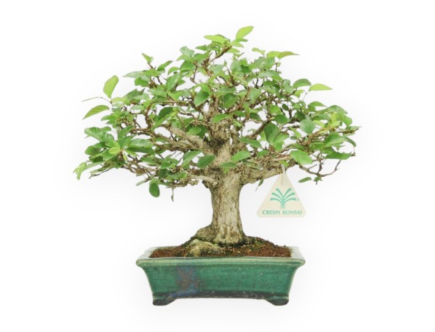 Carpinus - Hainbuche - 24 cm 2