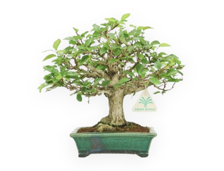 Carpinus - Hainbuche - 24 cm