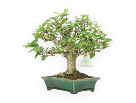 Carpinus - Charme - 24 cm