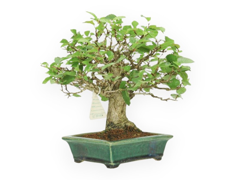 Carpinus - Hornbeam - 24 cm