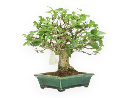 Carpinus - Carpino - 24 cm