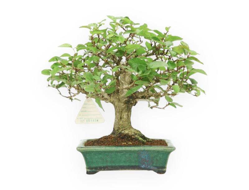 Carpinus - Carpino - 24 cm