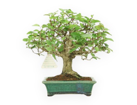 Carpinus - Haagbeuk- 24 cm
