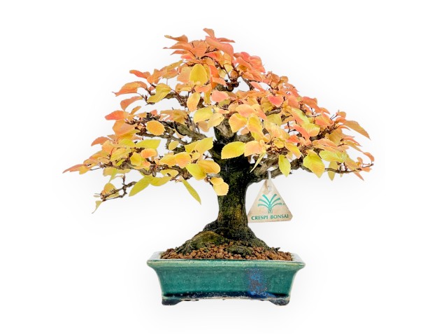 Carpinus - Carpe - 24 cm