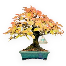 Carpinus - Hornbeam - 24 cm