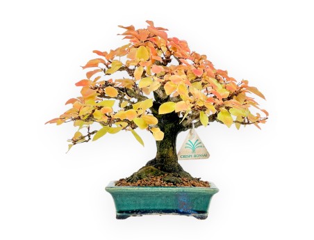 Carpinus - Hainbuche - 24 cm