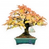 Carpinus - Charme - 24 cm