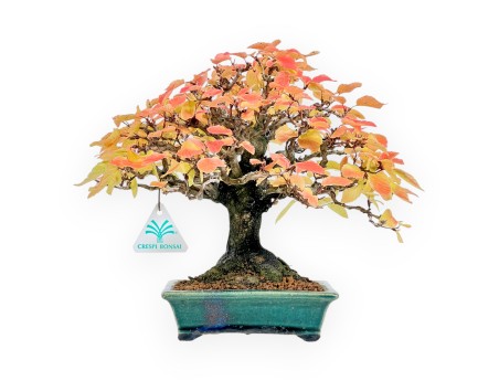 Carpinus - Haagbeuk- 24 cm