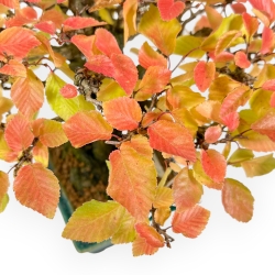 Carpinus - Charme - 24 cm