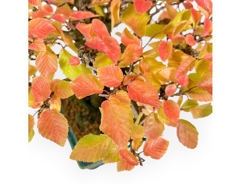 Carpinus - Carpe - 24 cm