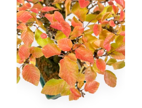 Carpinus - Carpino - 24 cm
