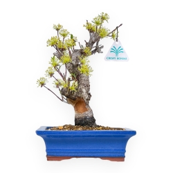 Cornus - Corniolo - 33 cm